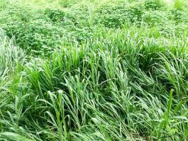 צילום של מרבדי דשא בופלו ירוק