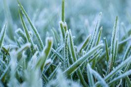 קרה על גבעולי עשב הקיקויו בבוקר חורפי קר