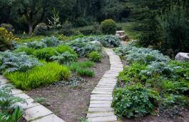 דוגמא לשבילים בגינה המשמשים למעבר מבלי לדרוך על הצמחייה