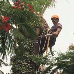 דניאל גיזום וכריתת עצים